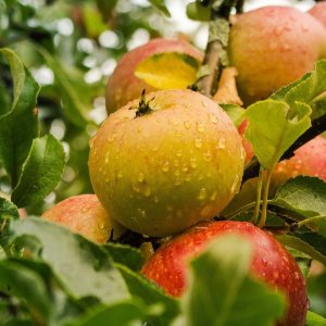 Jabloň domáca (Malus domestica) ´CANADA GRISE´ - zimná, výška 200-220 cm, kont. C10L